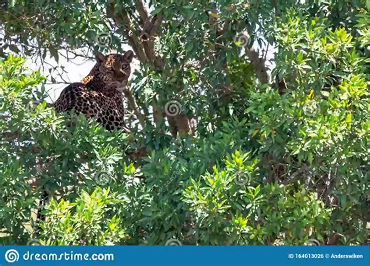 A Leopard Camouflaged Among The Branches Of A Tree My Little African Counting Book: Learn To Count On Safari (My Little African 1)