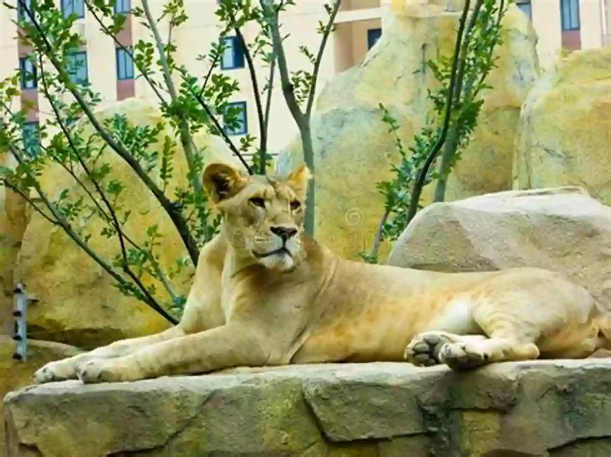 A Lion Resting On A Rock In The African Savannah My Little African Counting Book: Learn To Count On Safari (My Little African 1)