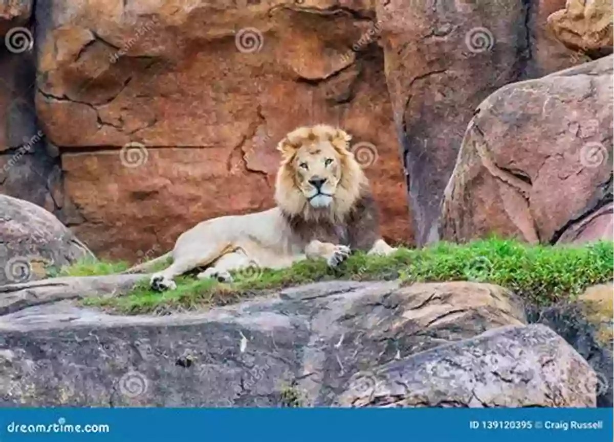 A Lion Resting On A Rock The Amazing African Animal Alphabet