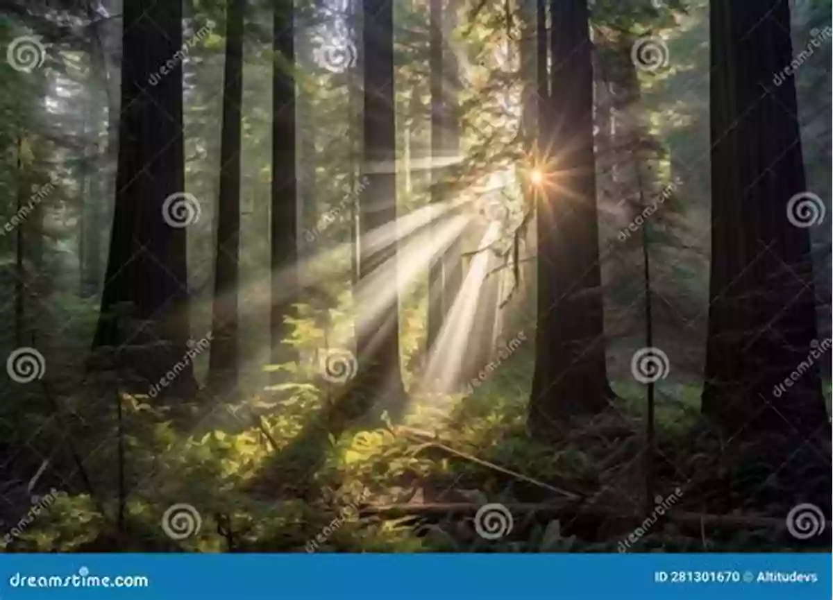 A Lush And Towering Forest With Sunlight Filtering Through The Thick Foliage, Creating A Magical Ambiance R Things (A Children S Picture Book) (A To Z Things 18)