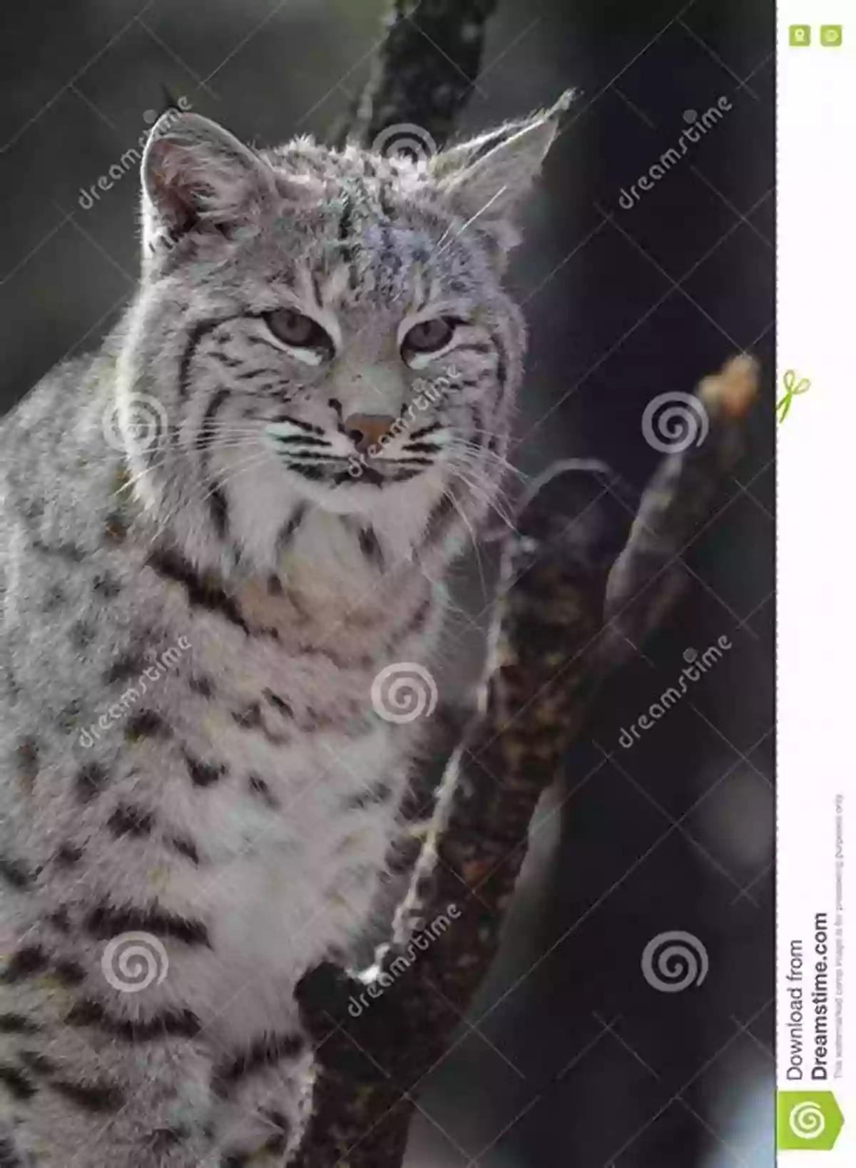 A Lynx Perched On A Tree Branch, Blending Into The Coniferous Forest's Foliage Coniferous Forests Donna Latham