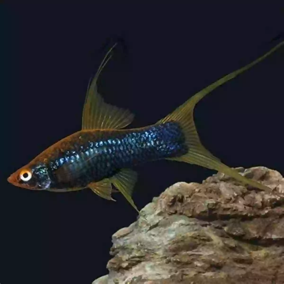 A Magnificent Swordtail Fish Displaying Its Elongated Caudal Fin Ten Swishy Fish (Bite Size For Beginning Readers 2)