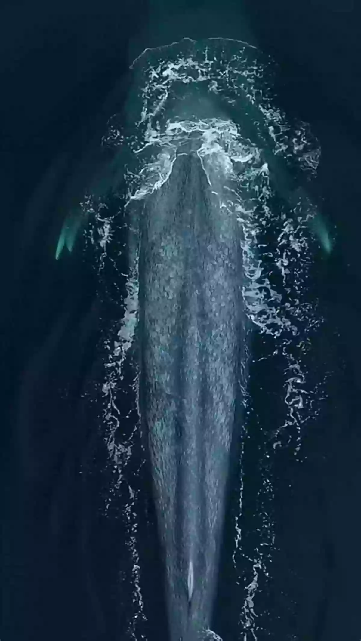 A Majestic Blue Whale Swimming Gracefully In The Deep Ocean While Sunlight Pierces Through The Water's Surface Tale Of The Last Whale