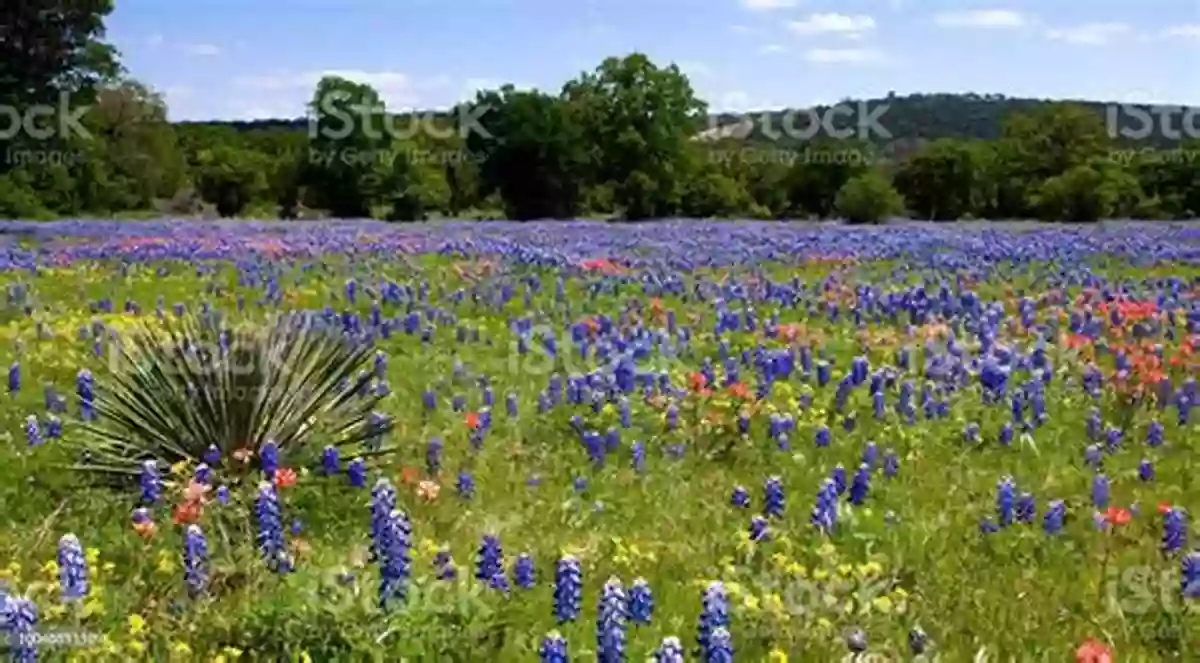 A Meadow Filled With Colorful Wildflowers, Creating A Breathtaking View What Can I See In The Spring? (The Seasons)