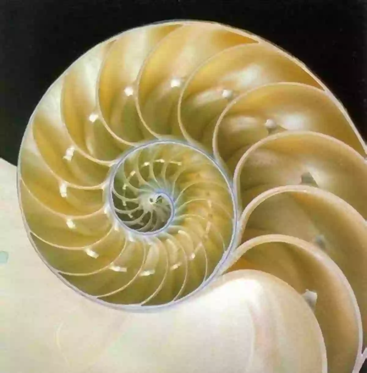 A Mesmerizing Spiraling Seashell Displaying The Fibonacci Sequence RUNE BASICS: An Abridged Edition Of Runes: Magical Codes Of Nature