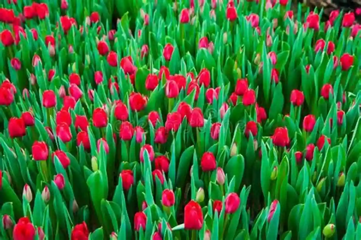 A Mesmerizing Spring Scene With Tulips Of Various Colors, Including Red, Orange, Yellow, Pink, And Purple Abracadabra It S Spring (Seasonal Magic)