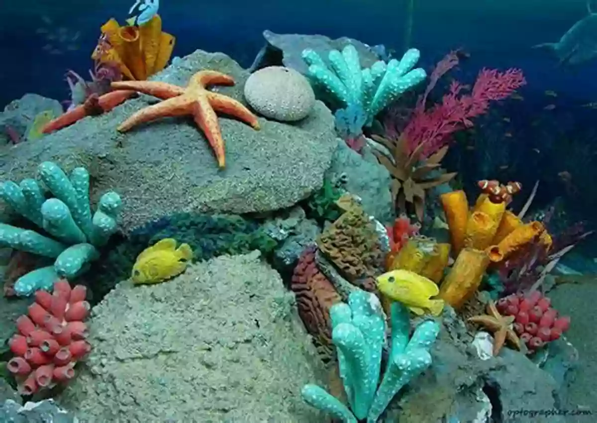 A Mesmerizing Underwater View Of Vibrant And Diverse Marine Life Wild Summer: Life In The Heat