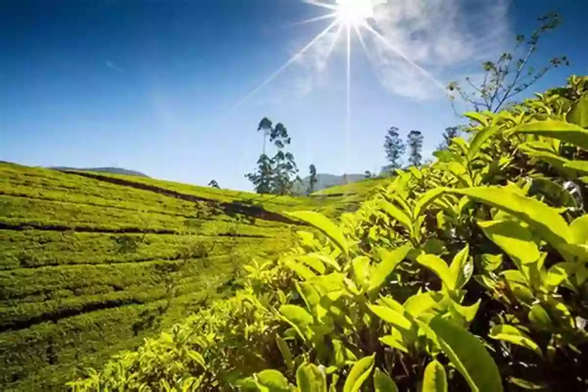 A Mesmerizing View Of A Tea Plantation In Sri Lanka Crossing The Bay Of Bengal: The Furies Of Nature And The Fortunes Of Migrants