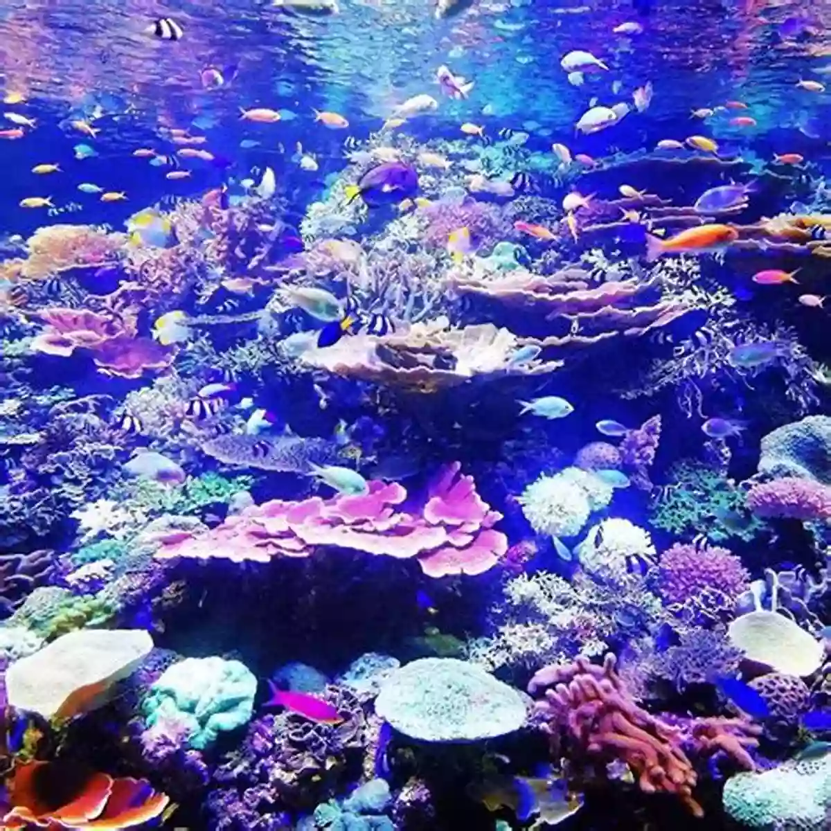 A Mesmerizing View Of Colorful Coral Reefs And Diverse Marine Life Fills The Underwater Landscape Coral Reefs: A Journey Through An Aquatic World Full Of Wonder