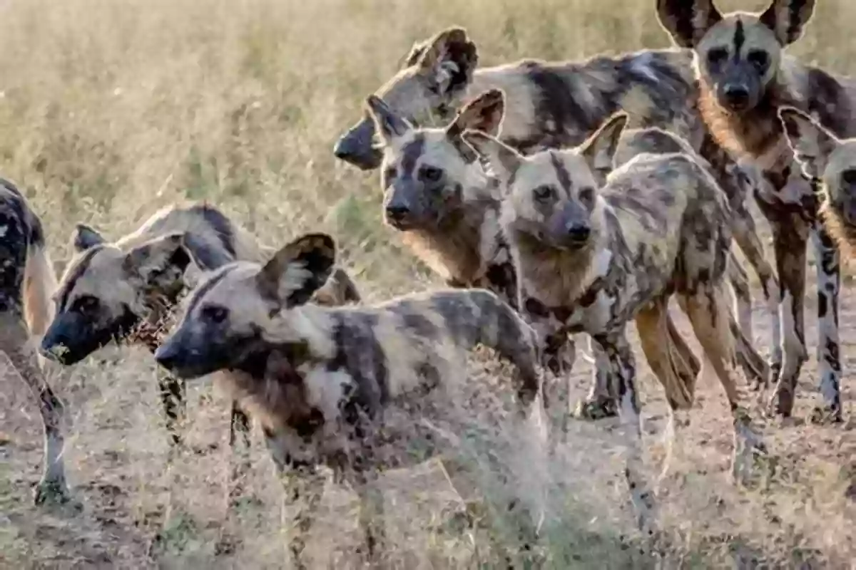 A Pack Of African Wild Dogs The Amazing African Animal Alphabet