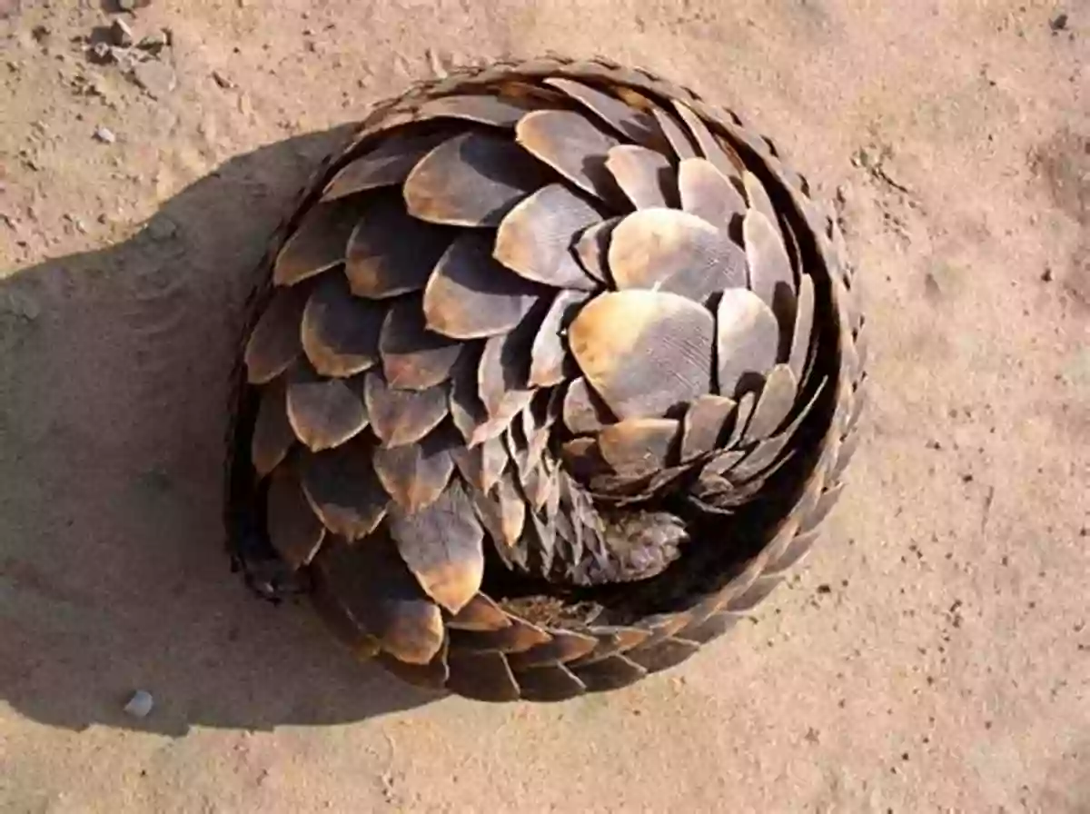 A Pangolin Curled Up In Defense The Amazing African Animal Alphabet