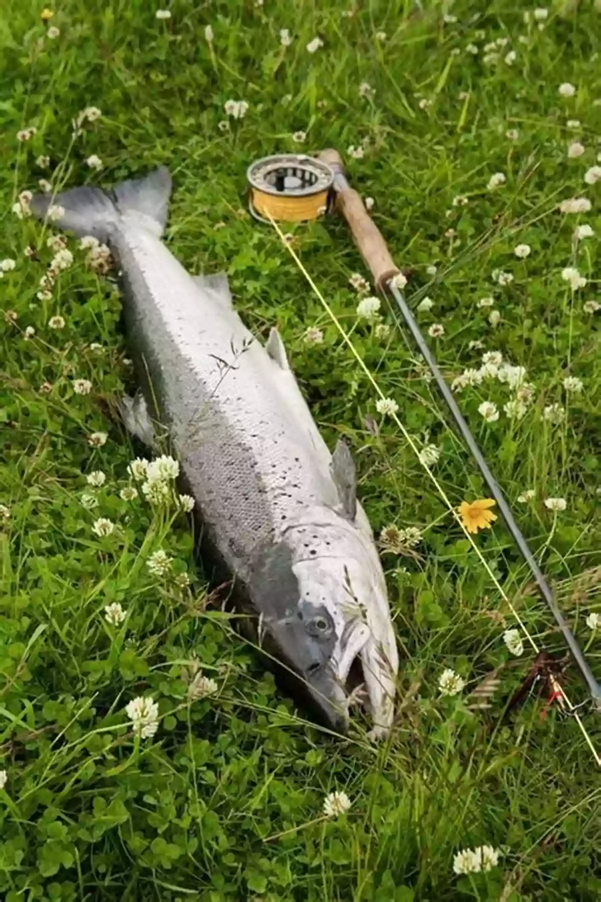 A Passionate Angler Proudly Showing Off A Freshly Caught Salmon With Beautiful Fly Pattern The Brown Trout Atlantic Salmon Nexus: Tactics Fly Patterns And The Passion For Catching Salmon Our Most Prized Gamefish