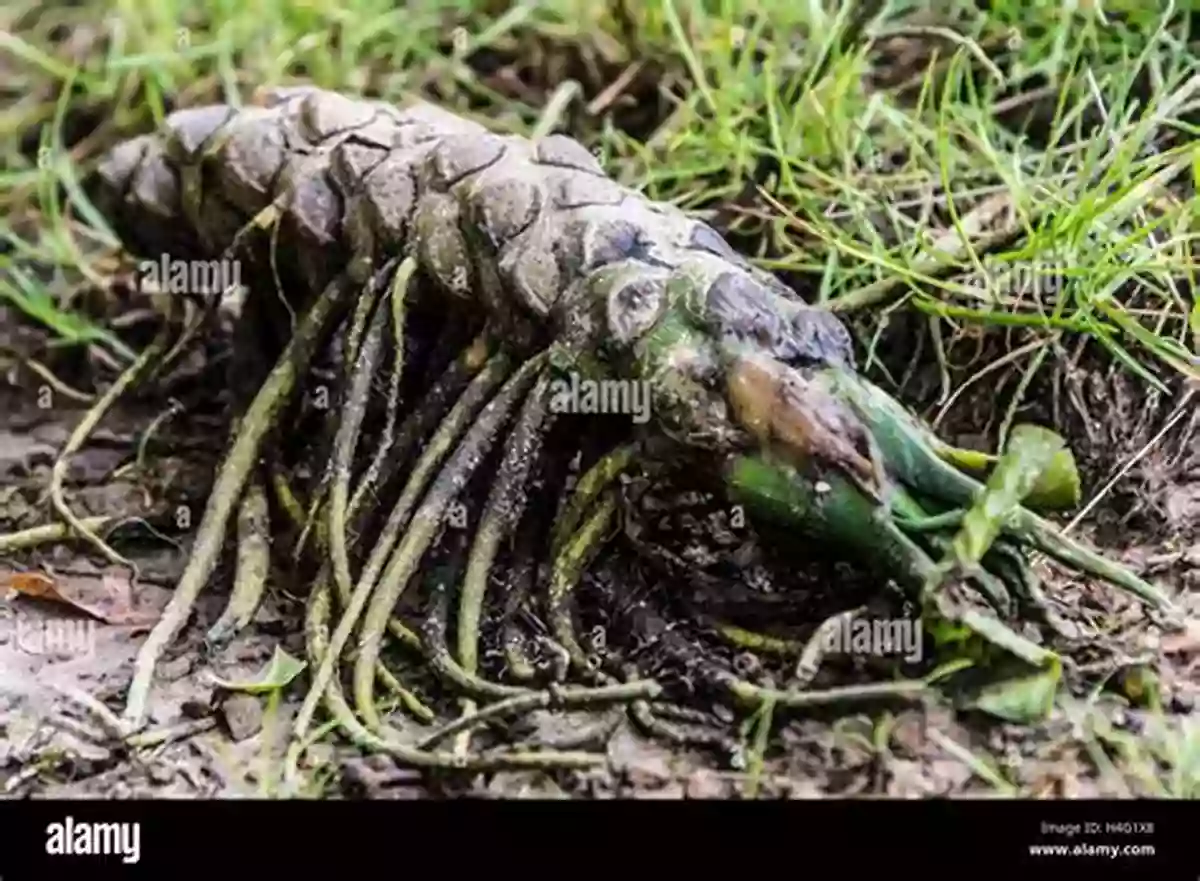 A Peculiar And Colorful Plant Resembling An Alien Creature Weird Weird Plants (Learn About)