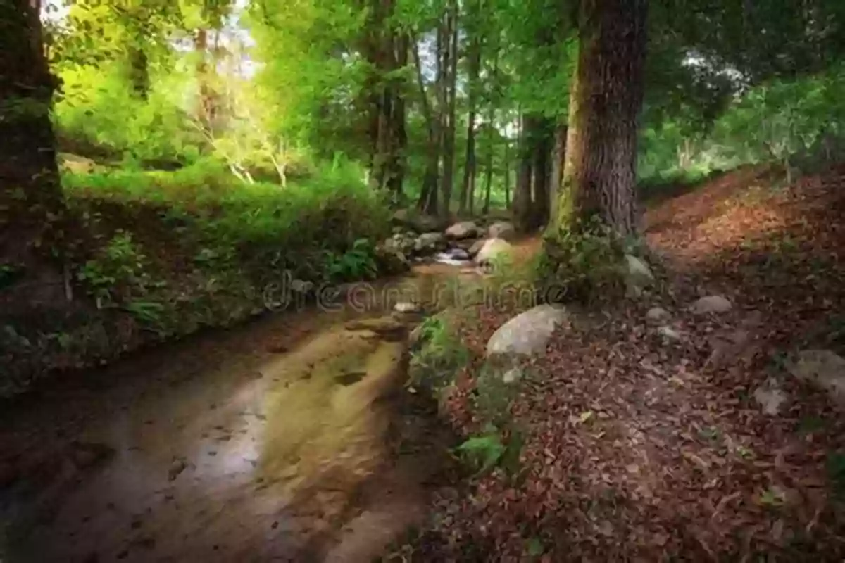 A Picturesque Forest Landscape With Towering Trees And Lush Vegetation Ecosystem Biogeochemistry: Element Cycling In The Forest Landscape (Springer Textbooks In Earth Sciences Geography And Environment)