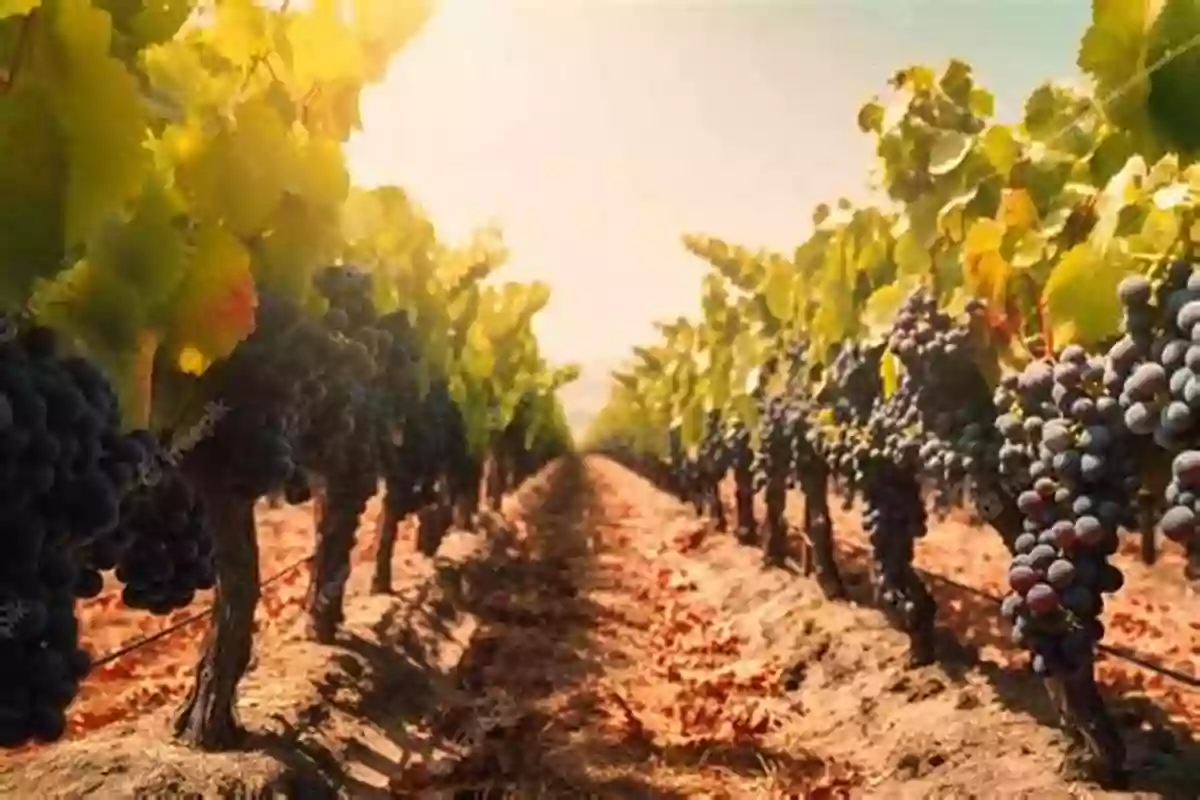 A Picturesque Spring Vineyard With Rows Of Lush Grapevines Stretching Towards The Horizon Seasons Of A Finger Lakes Winery