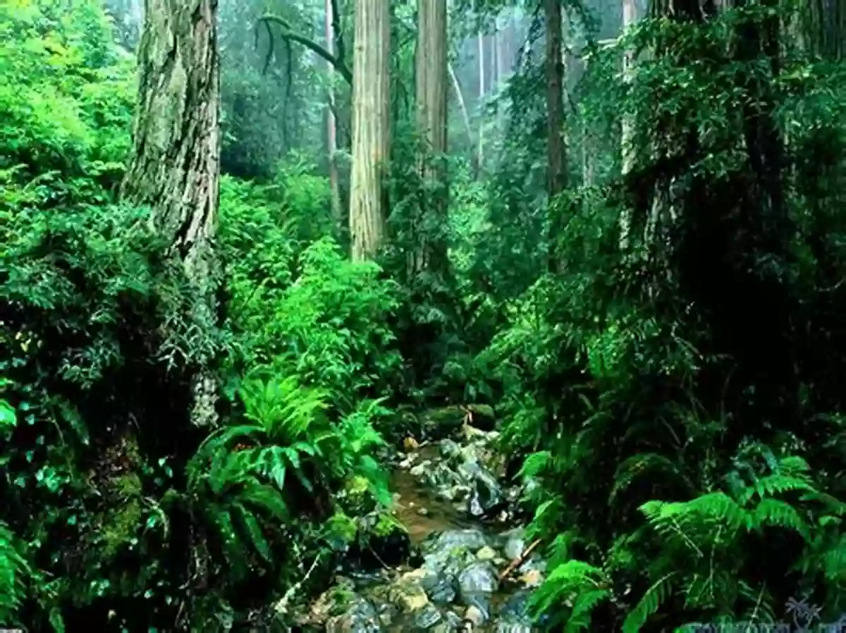 A Picturesque View Of A Dense Rainforest Natural Capital: Valuing The Planet