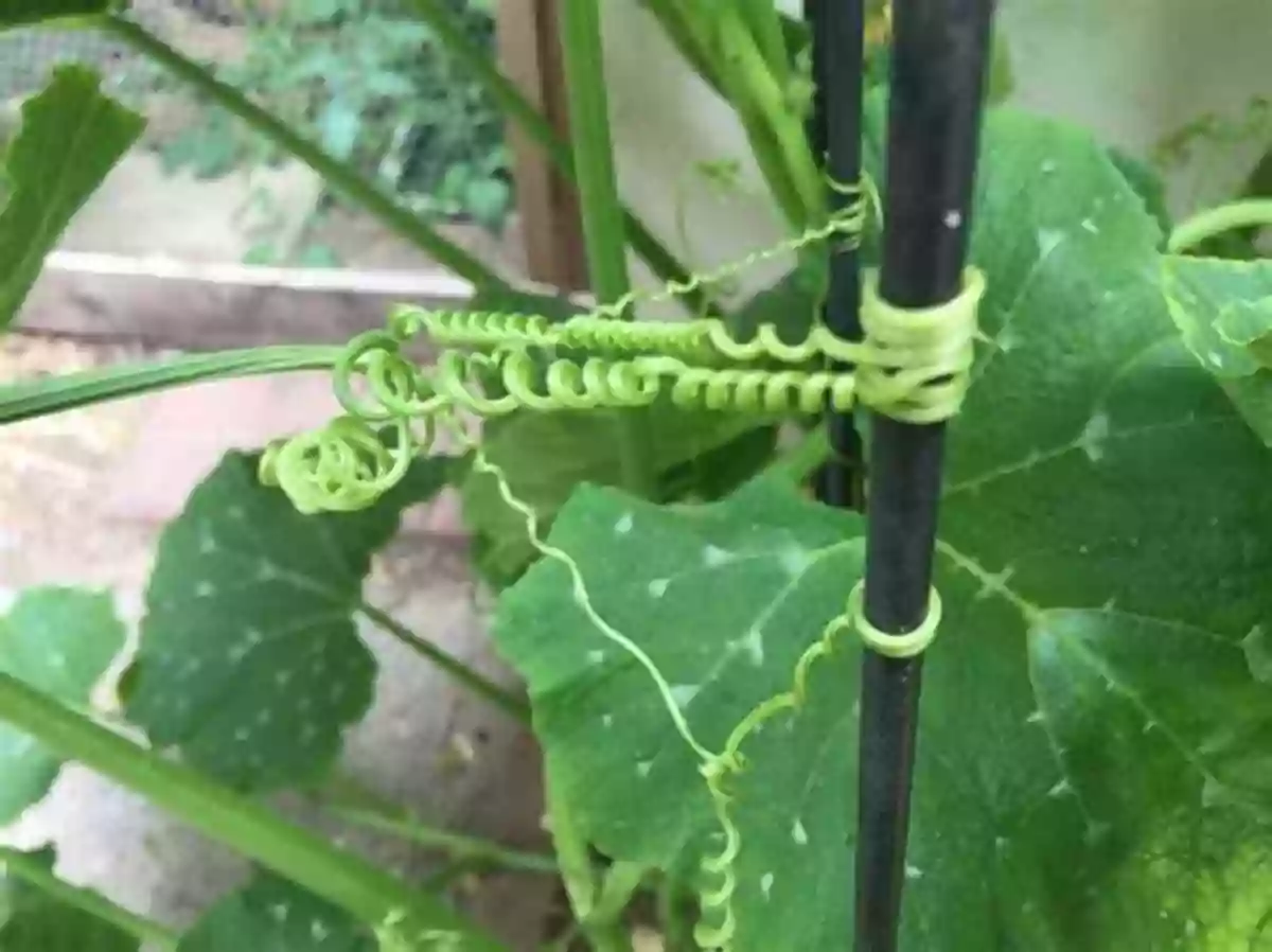 A Plant Stretching Towards The Sunlight With Tendrils Brilliant Green: The Surprising History And Science Of Plant Intelligence