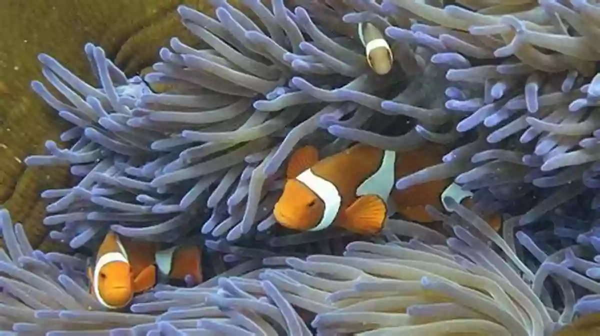 A Playful Clownfish Swimming Among The Coral Reef Ten Swishy Fish (Bite Size For Beginning Readers 2)