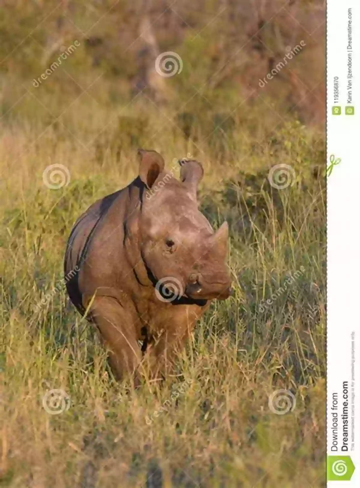 A Rhinoceros Standing Proudly In The Grasslands My Little African Counting Book: Learn To Count On Safari (My Little African 1)