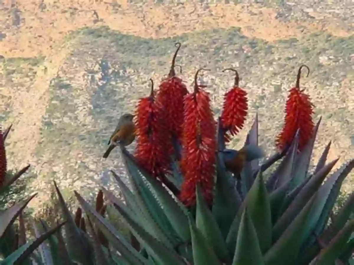 A Sea Of Colorful Succulent Plants Decorating The Picturesque Landscape Of The Succulent Karoo The Living Deserts Of Southern African