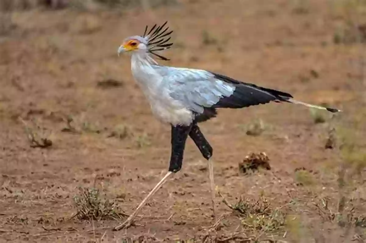 A Secretary Bird In The African Grasslands The Amazing African Animal Alphabet