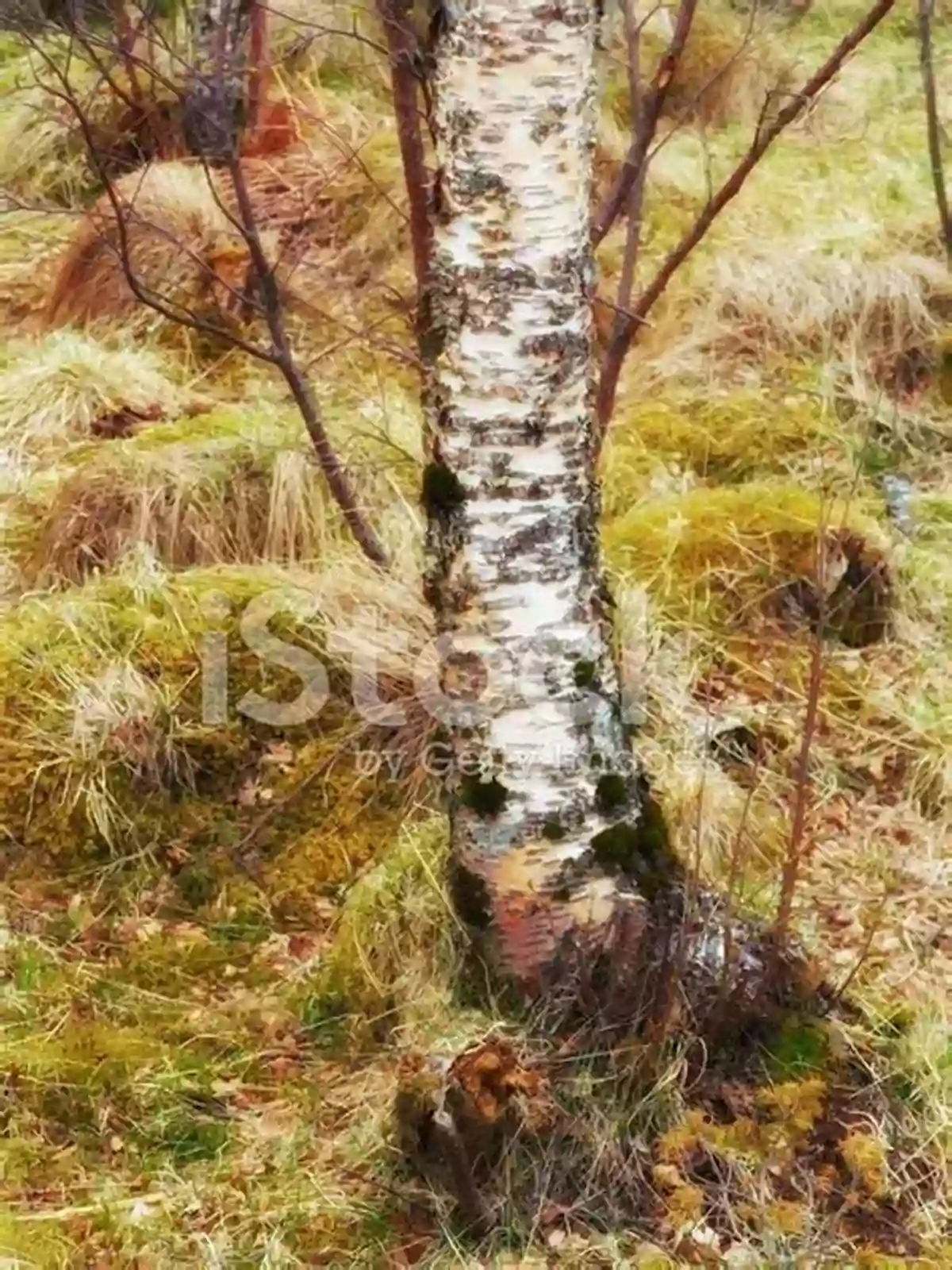 A Serene Spot In The Forest, Bathed In Sunlight, Inviting Visitors To Sit And Contemplate Life's Mysteries A Walk Through The Forest Of Souls: A Tarot Journey To Spiritual Awakening