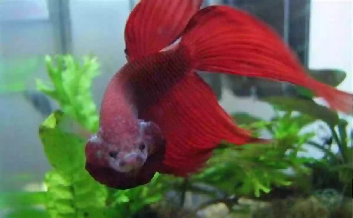 A Stunning Betta Fish Displaying Its Vibrant Colors Ten Swishy Fish (Bite Size For Beginning Readers 2)