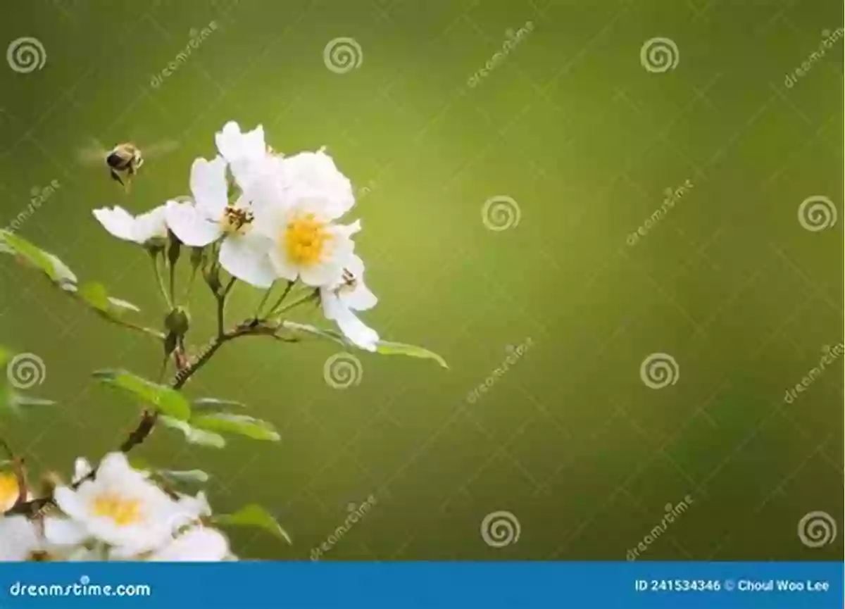 A Stunning Close Up Of A Bee Diligently Collecting Nectar From A Flower RUNE BASICS: An Abridged Edition Of Runes: Magical Codes Of Nature