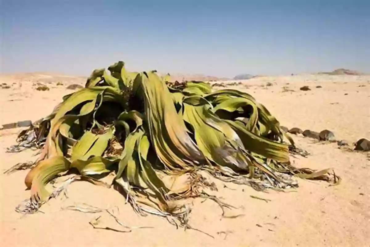 A Unique Welwitschia Mirabilis Plant With Its Two Long Leaves On The Desert Floor Weird Weird Plants (Learn About)