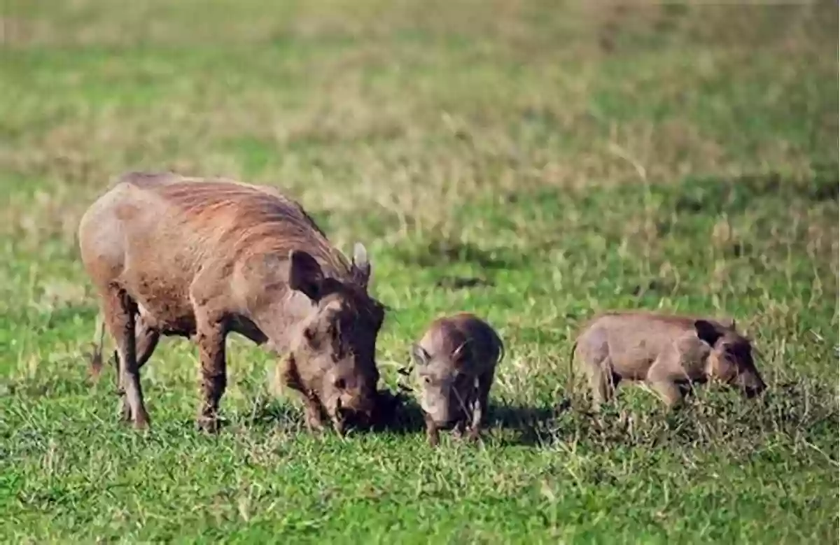 A Warthog Roaming The African Savannah The Amazing African Animal Alphabet