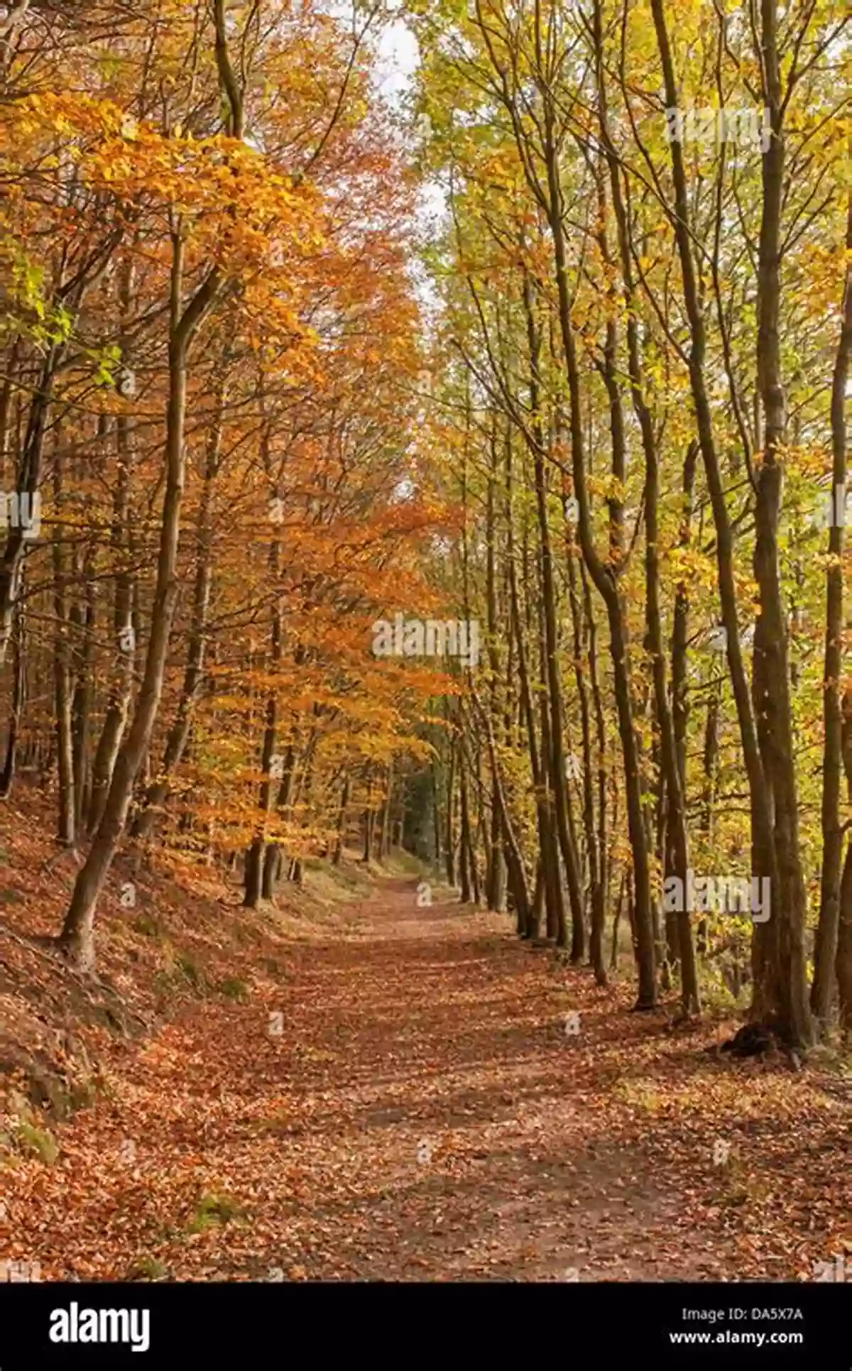 A Winding Forest Path, Covered With Fallen Leaves And Dappled With Sunlight A Walk Through The Forest Of Souls: A Tarot Journey To Spiritual Awakening