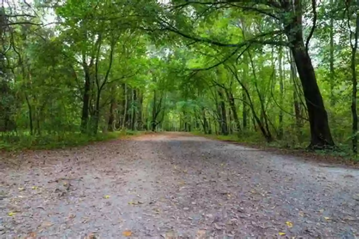 A Winding Nature Trail Surrounded By Lush Green Foliage, Inviting Exploration What Can I See In The Spring? (The Seasons)