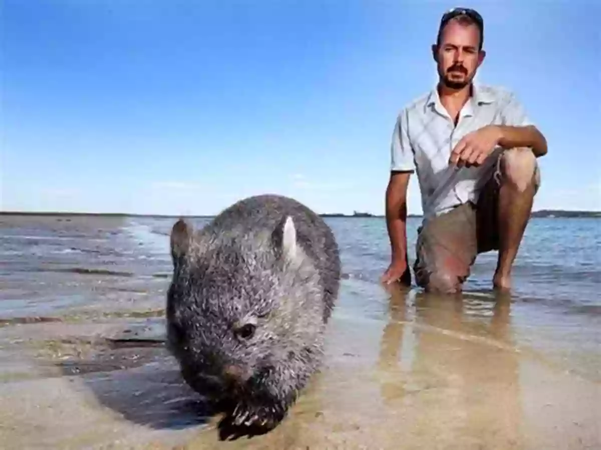 A Wombat Taking A Refreshing Dip In A Natural Pool Wombat Mudlark And Other Stories