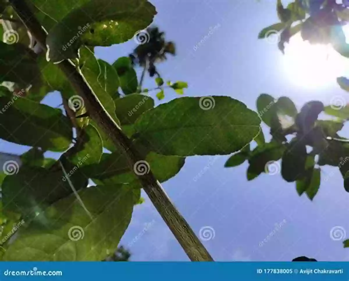 A Young Tree With Vibrant Green Leaves Soaking In Sunlight The Life Of A Tree: How A Tree Grows