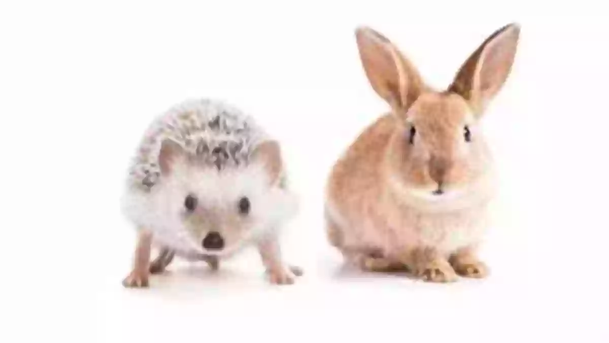 Adorable Rabbit And Hedgehog Playing In The Snow A Little Bit Of Winter (Rabbit And Hedgehog 7)