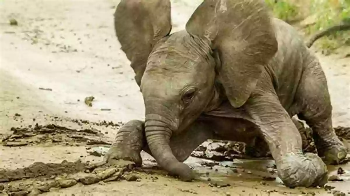 Adorable Baby Animals In The Animals Baby 1st Beginner And Beyond Library Animals A Baby S 1st Beginner And Beyond Library: An Everyday Toddler Preschool Animal Learning Early Reading Readiness For Preschoolers