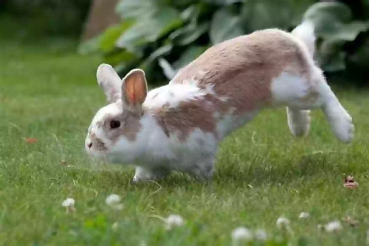 Adorable Bunnies Hopping Around In A Picture Perfect Meadow Bunnies ABC (Little Golden Book)