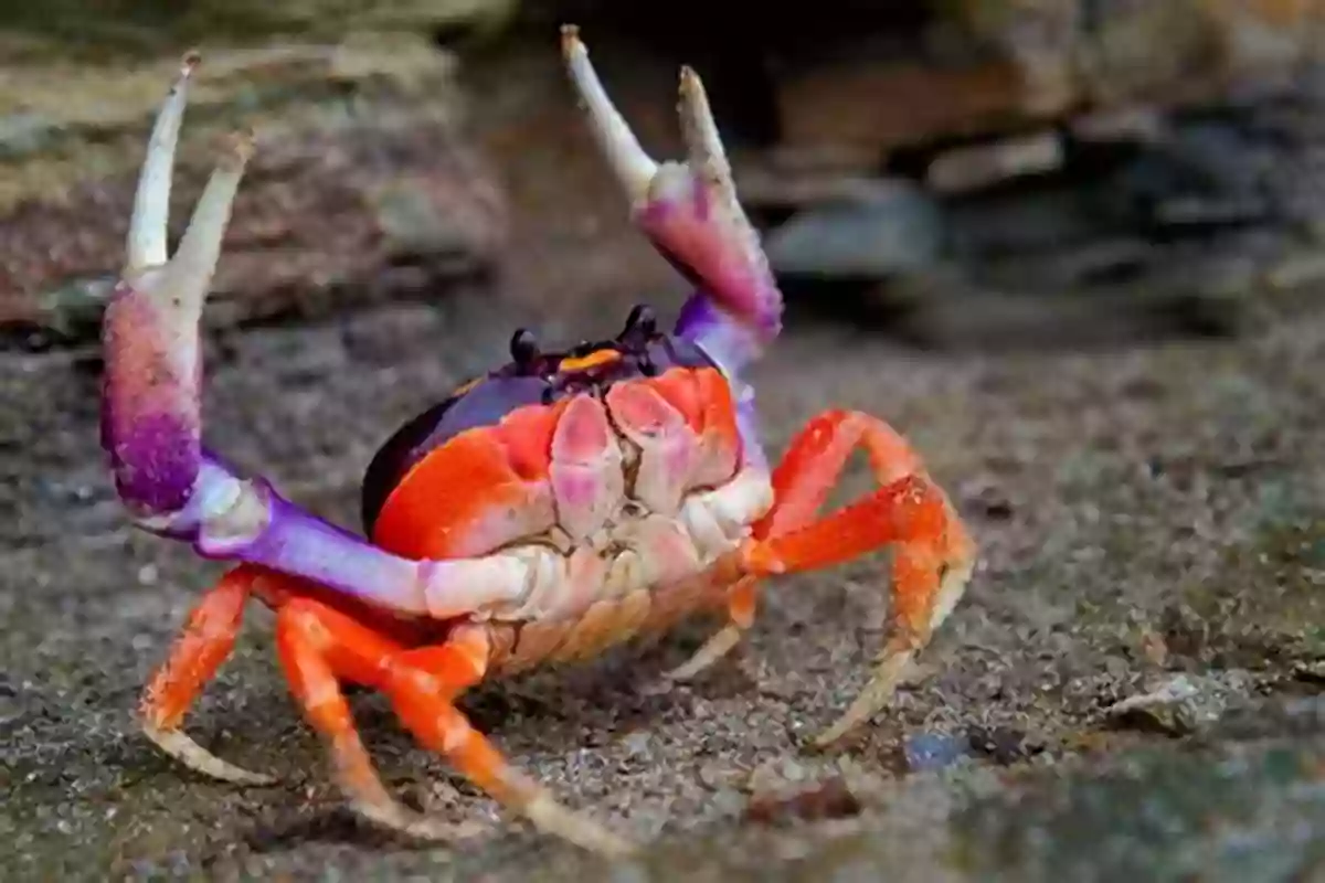 Adorable Crab Exploring The Ocean Floor Crabs (Discover Series) Xist Publishing