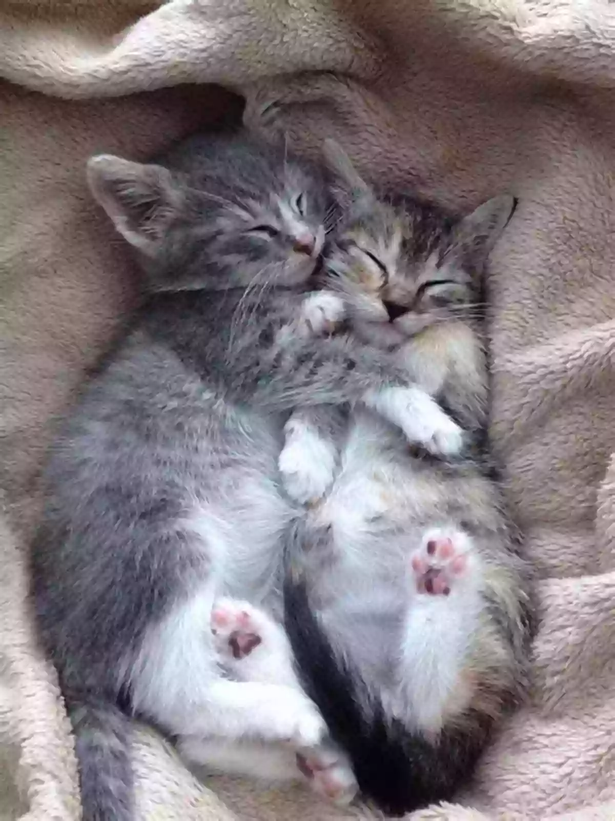 Adorable Fluffy Kittens Cuddling Together A To Z Animals: Animal Picture