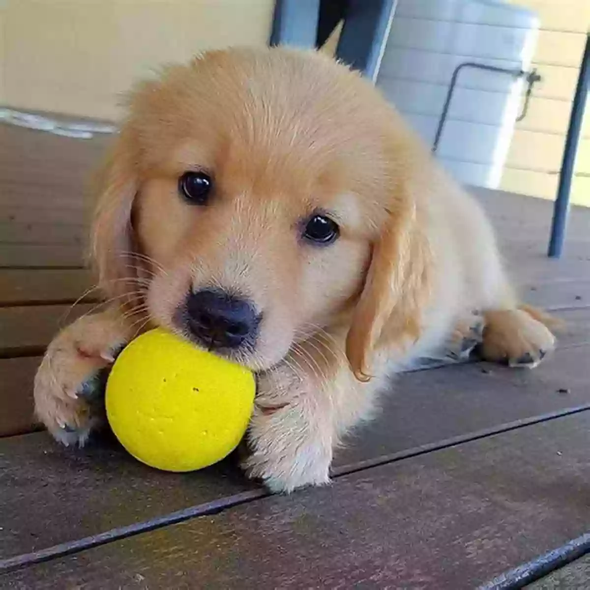 Adorable Golden Retriever Puppy Playing With A Toy In The Campsite The Playful Puppy Goes Camping: (Exploring Colors And The Great Outdoors)