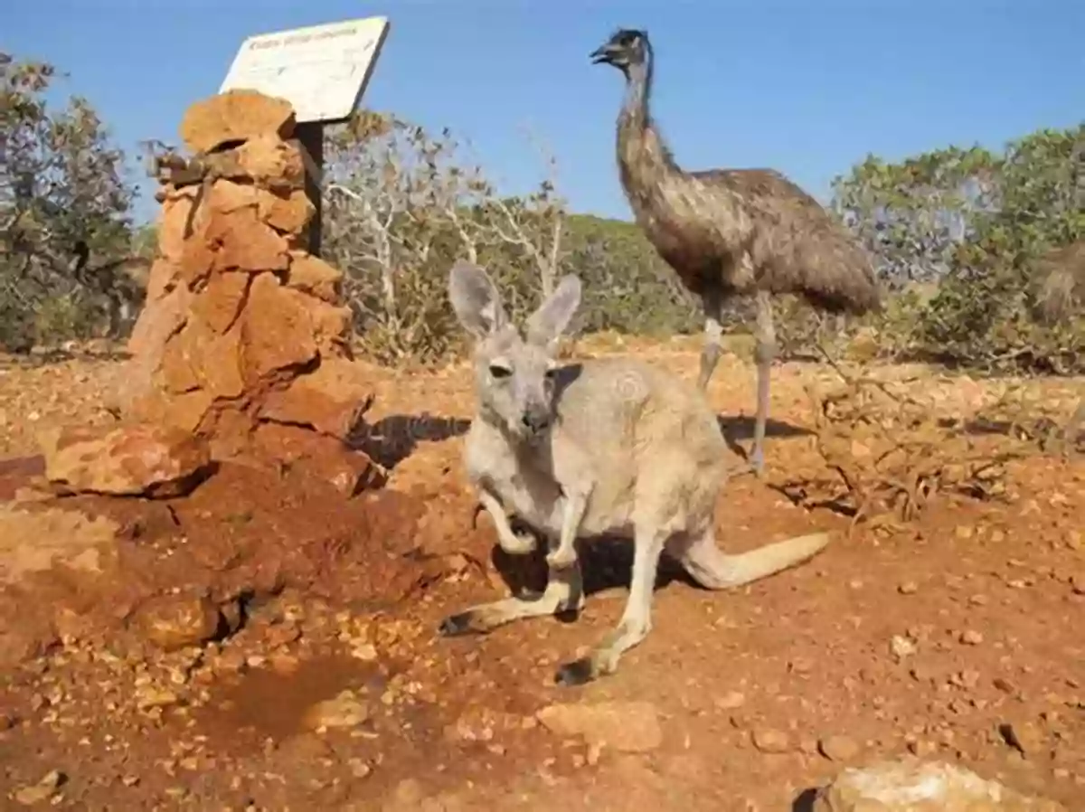 Adorable Kangaroos And Emus Roaming Freely Near Uluru Why People Should Visit Uluru (Rigby PM Generations)