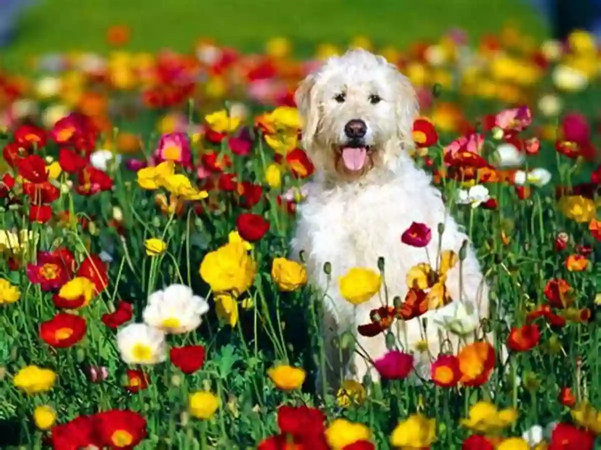 Adorable Puppy Sitting In A Field Of Flowers Animals In Our Midst: The Challenges Of Co Existing With Animals In The Anthropocene (The International Library Of Environmental Agricultural And Food Ethics 33)