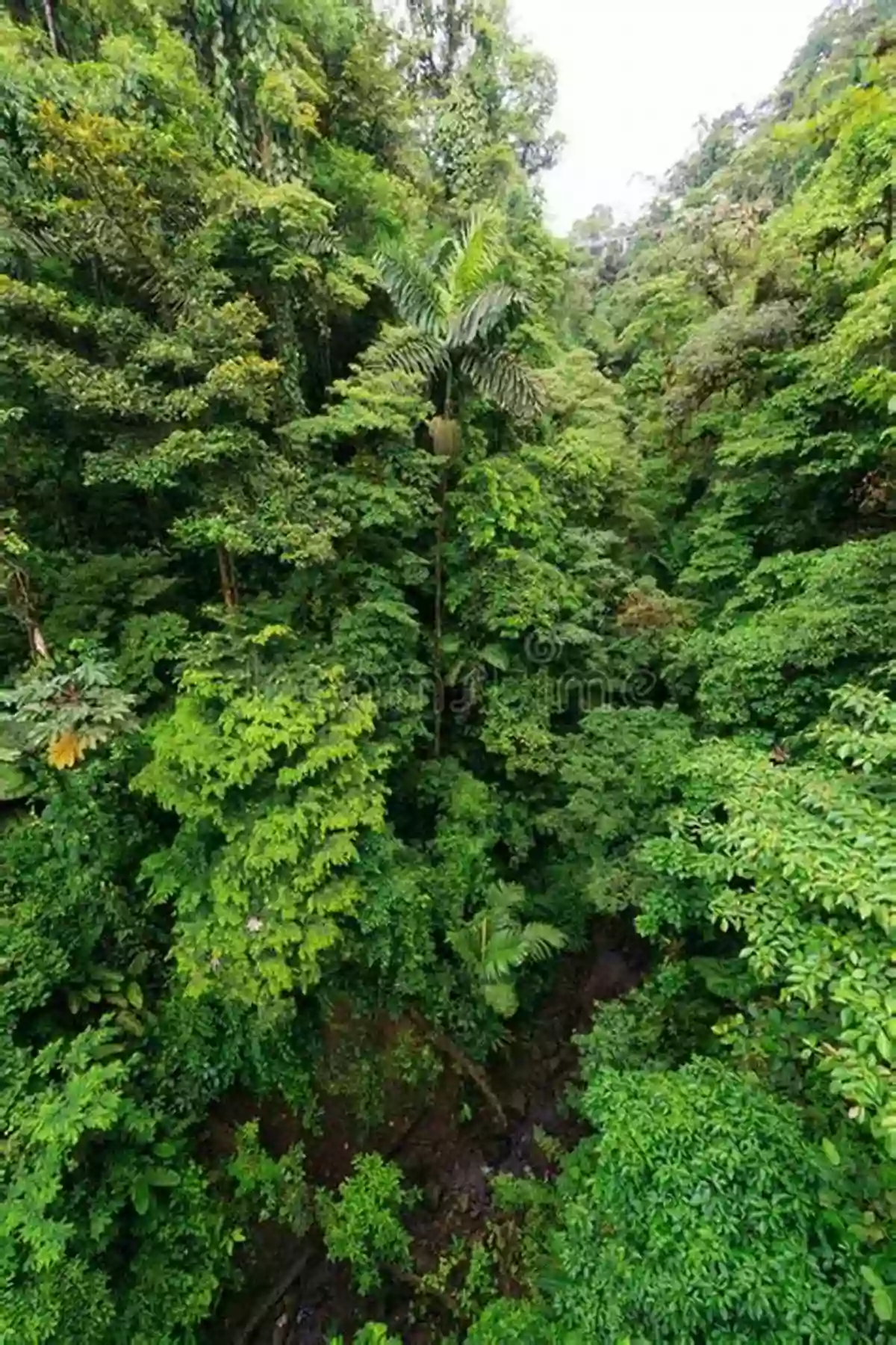 Aerial View Of The Lush Green Forest Canopy In The Great Bear Rainforest The Salmon Bears: Giants Of The Great Bear Rainforest