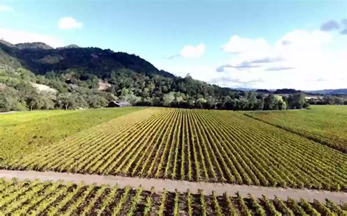 Aerial View Of Vineyard During Fall Harvest, With Vibrant Red, Orange, And Yellow Leaves Seasons Of A Finger Lakes Winery