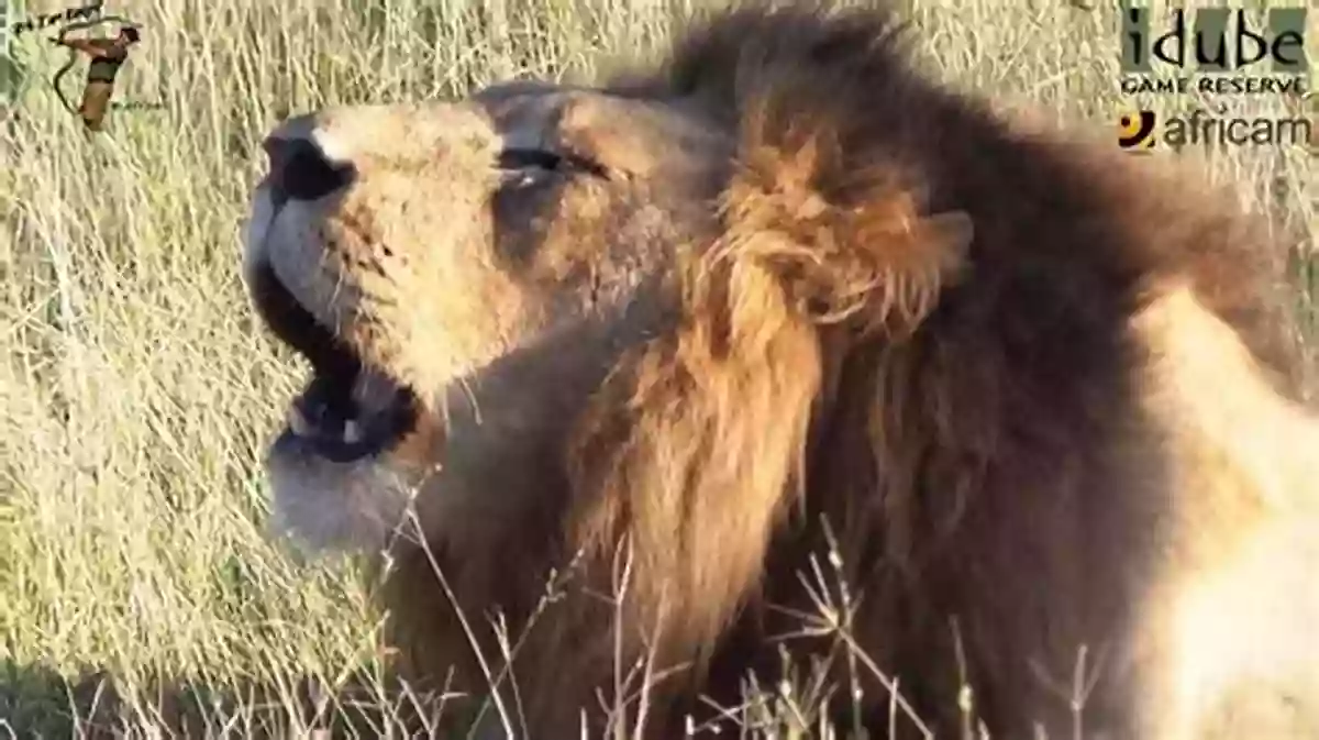 African Lion Roaring In The African Savanna My Of Animal Opposites: Big Or Small Loud Or Quiet: 141 Animals From Around The World