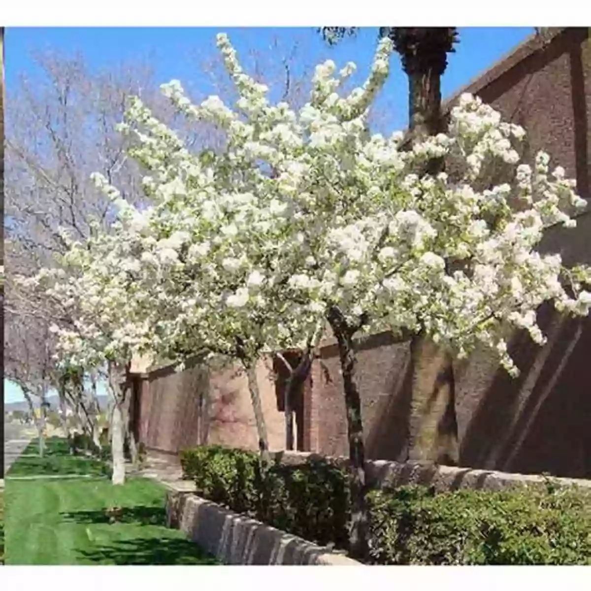 American Plum A Small Tree With White Flowers Deer Resistant Native Plants For The Northeast