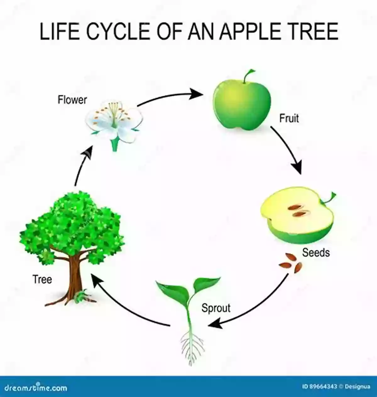 An Apple Tree Life Cycle From Seed To Fruit Bearing Tree Explore Life Cycles An Apple Tree S Life Cycle (Explore Life Cycles)