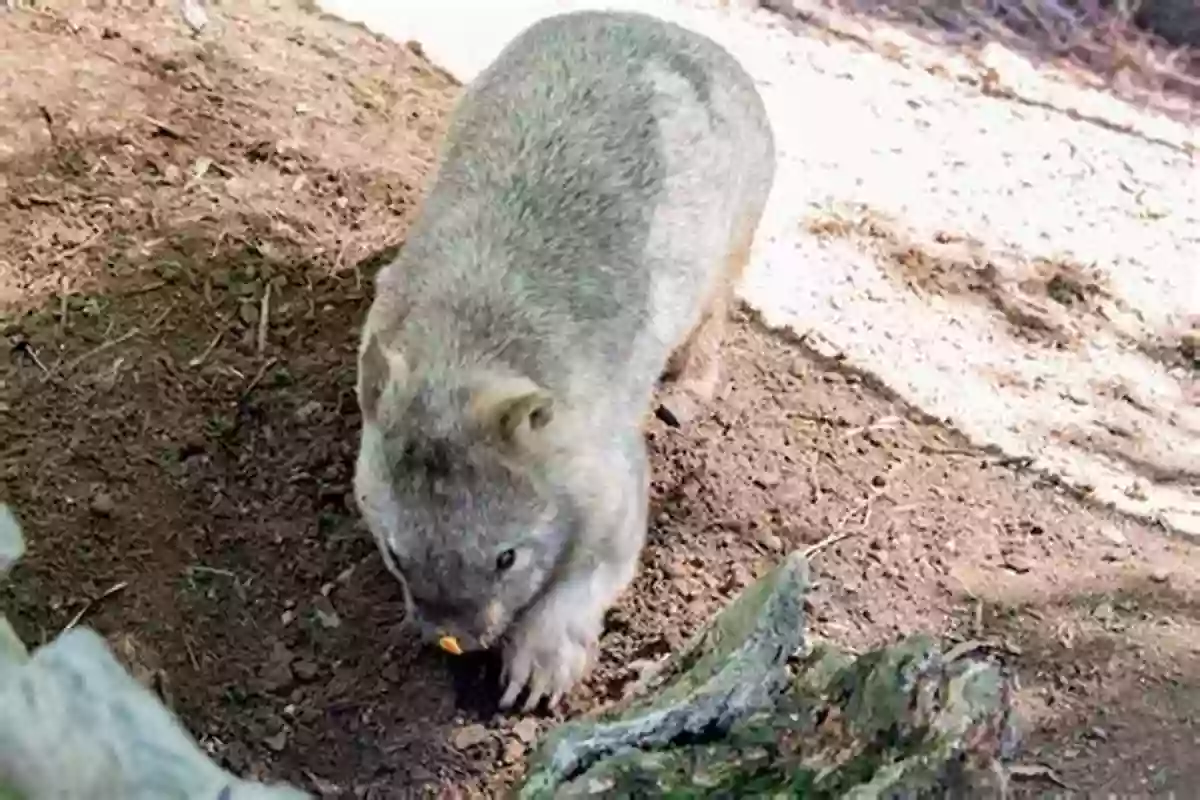 An Adorable Wombat Exploring The Muddy Terrain Wombat Mudlark And Other Stories