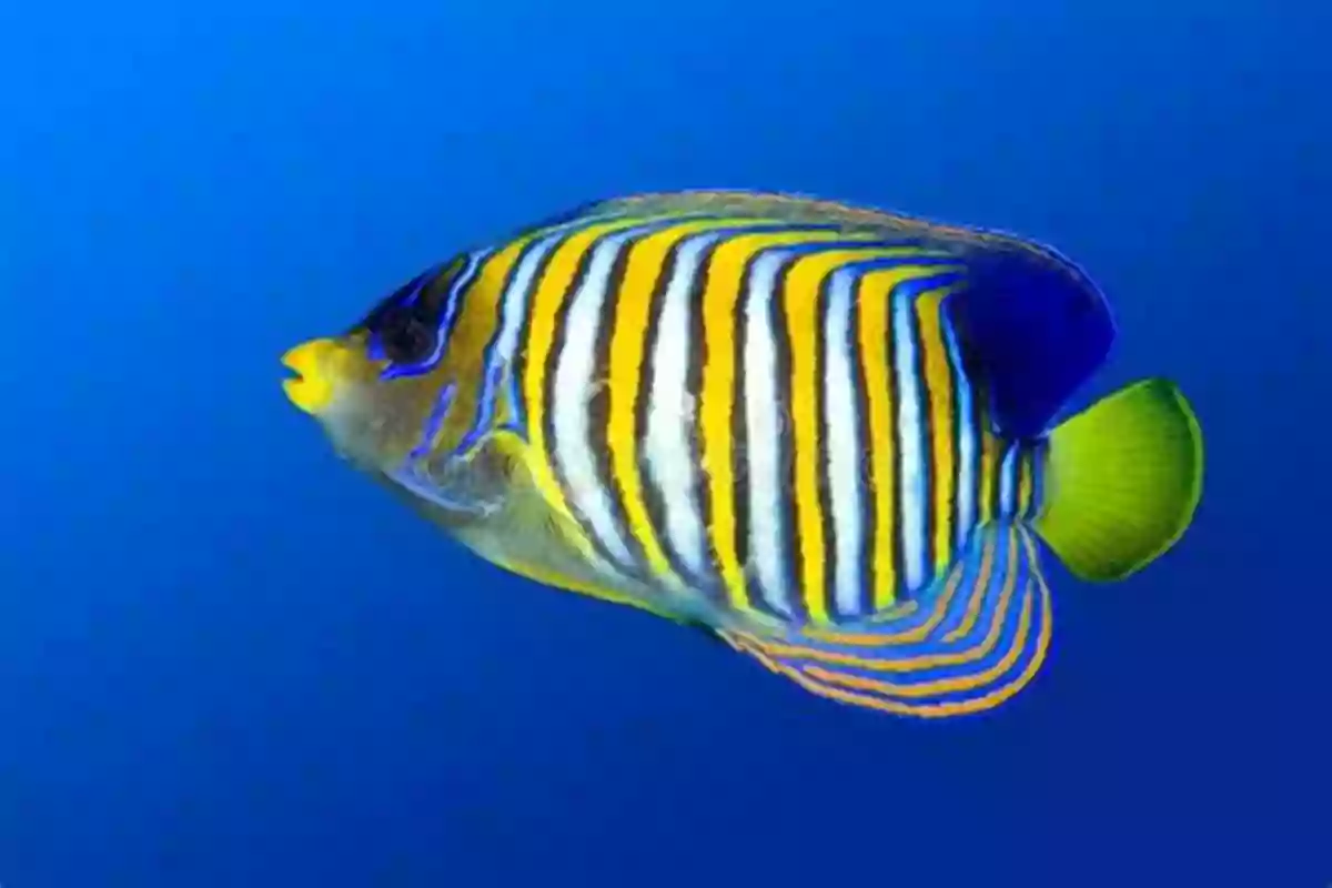 An Elegant Angelfish Gliding Effortlessly Through The Water Ten Swishy Fish (Bite Size For Beginning Readers 2)