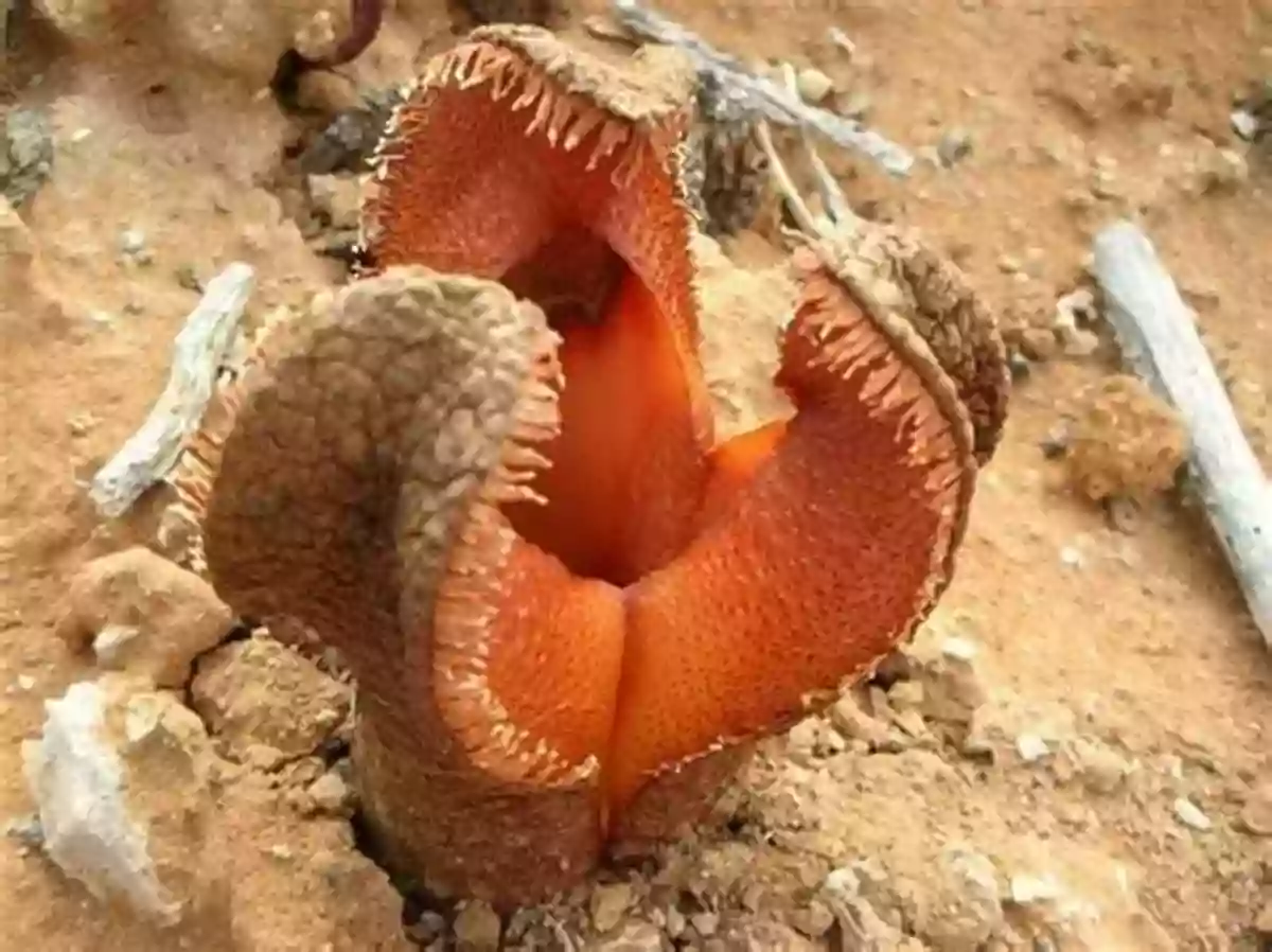 An Extraordinary Hydnora Africana Emerging From The Ground With Its Fleshy, Mouth Like Appearance Weird Weird Plants (Learn About)